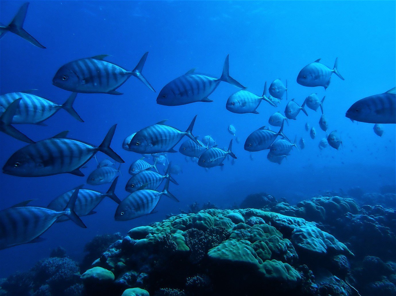 A school of golden trevally (Gnathanodon speciosus) at the Cocos (Keeling) Islands.