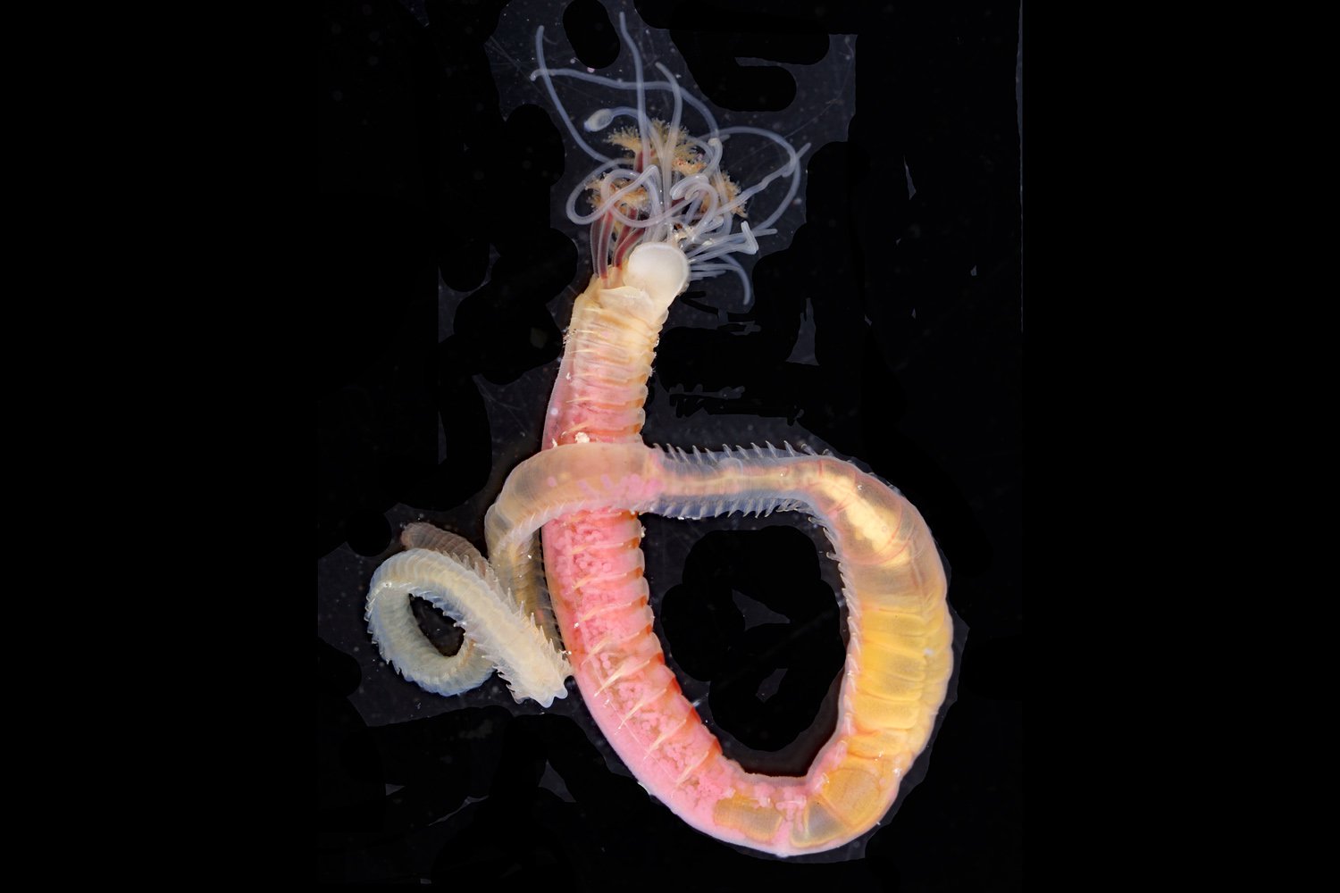 Pista kristiani, another new species of bristle worm discovered through the 2013 Polychaete Workshop.