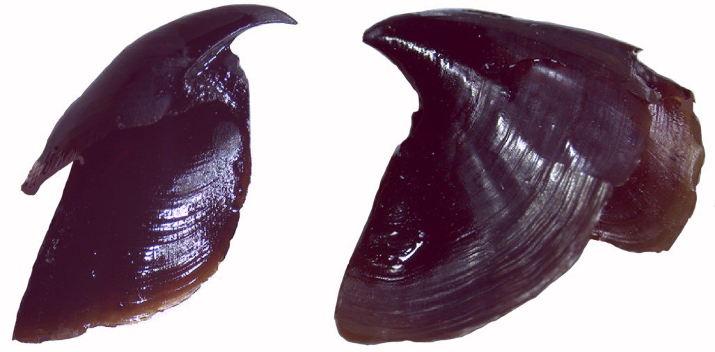 Left, upper beak; right, lower beak from a Vampire Squid. The beak sits at the base of the arms and the two parts fit together in a parrot-like arrangement.