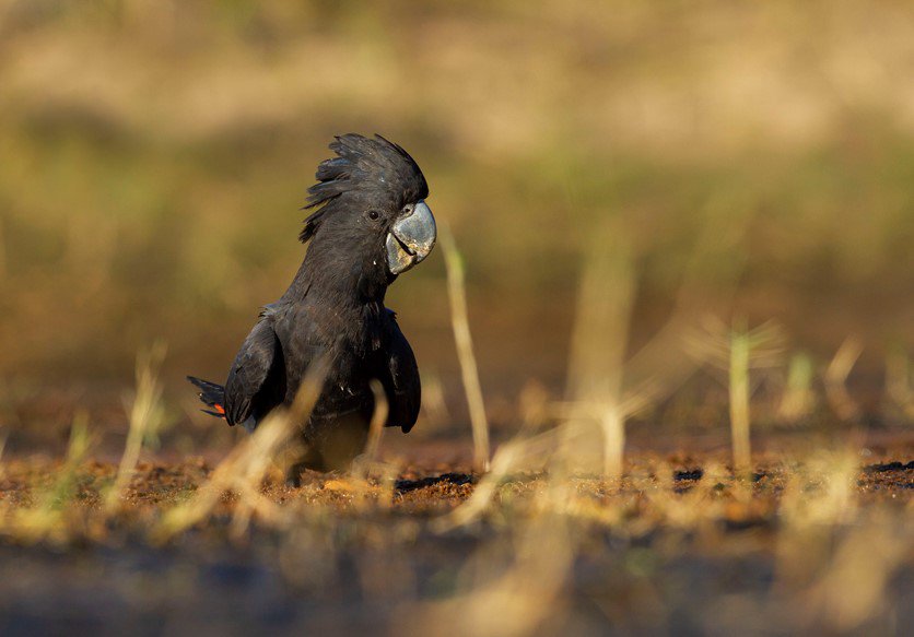 A red-tailed black-cockatoo (Calyptorhynchus banksii macrorhynchus) coming down for a drink near Derby, northern Western Australia.