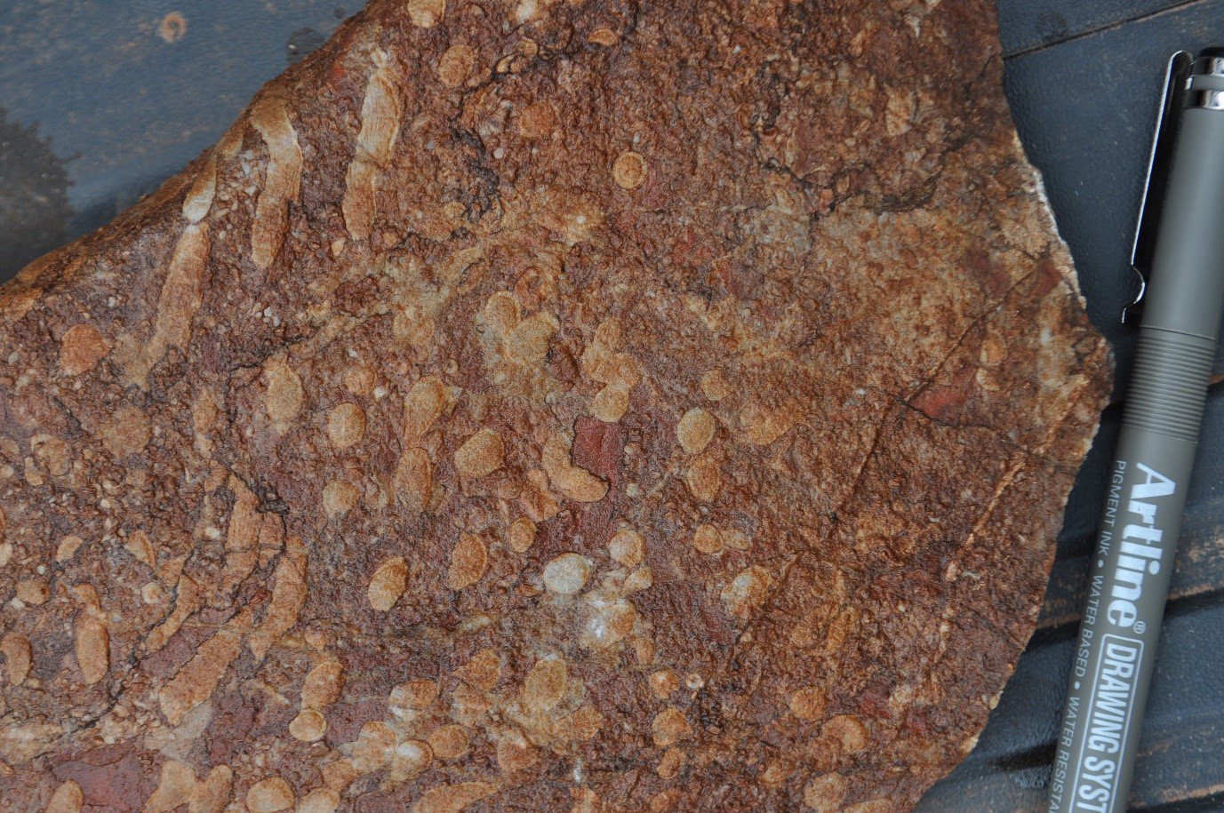 Fossil coral in the Gunningbland Formation. The white tubes represent the coral skeleton and the red material being silty limestone. Pen for scale.