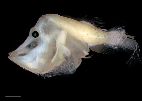 Indian Telescopefish, Gigantura indica
