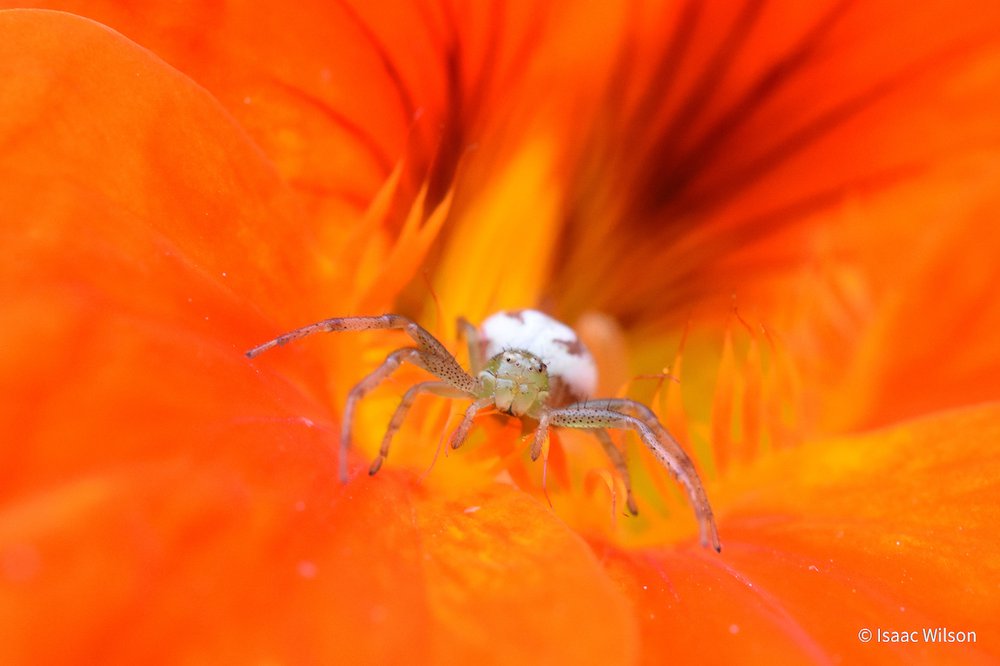 Hidden hunter by Isaac Wilson, South Australia