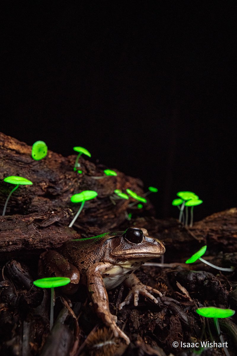 Night-light by Isaac Wishart, Queensland