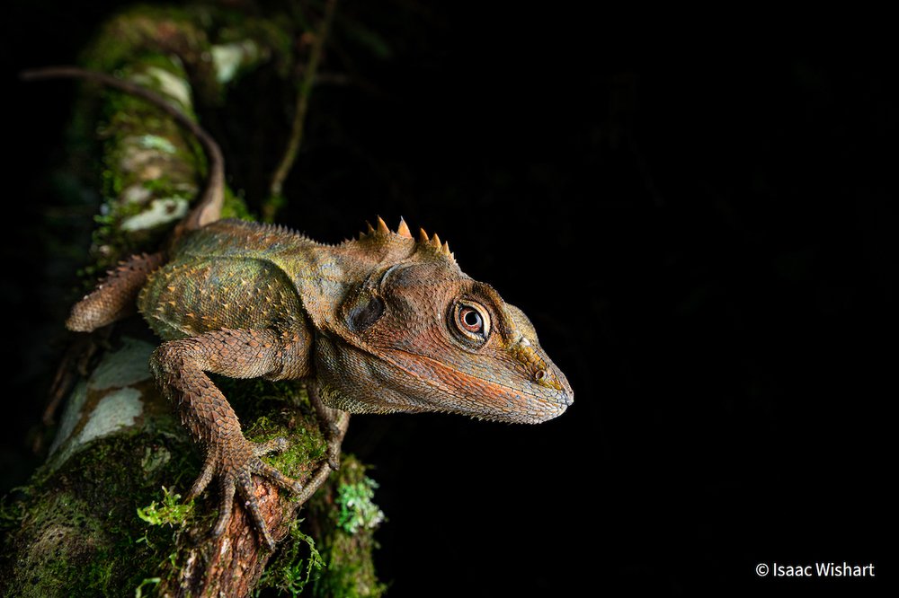 Forest Dragon by Isaac Wishart, Queensland