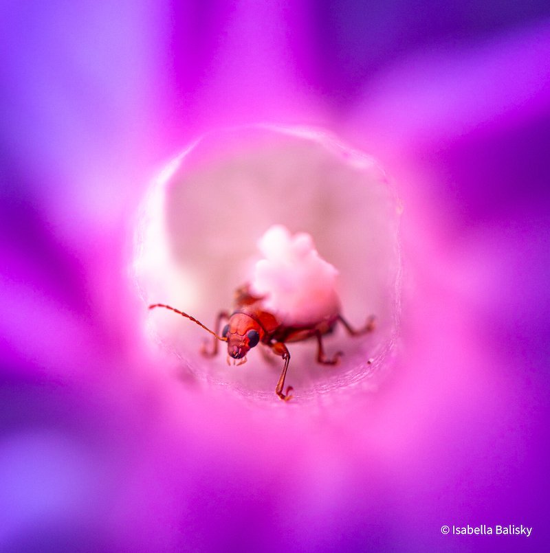 Eye to Eye by Isabella Balisky, Queensland