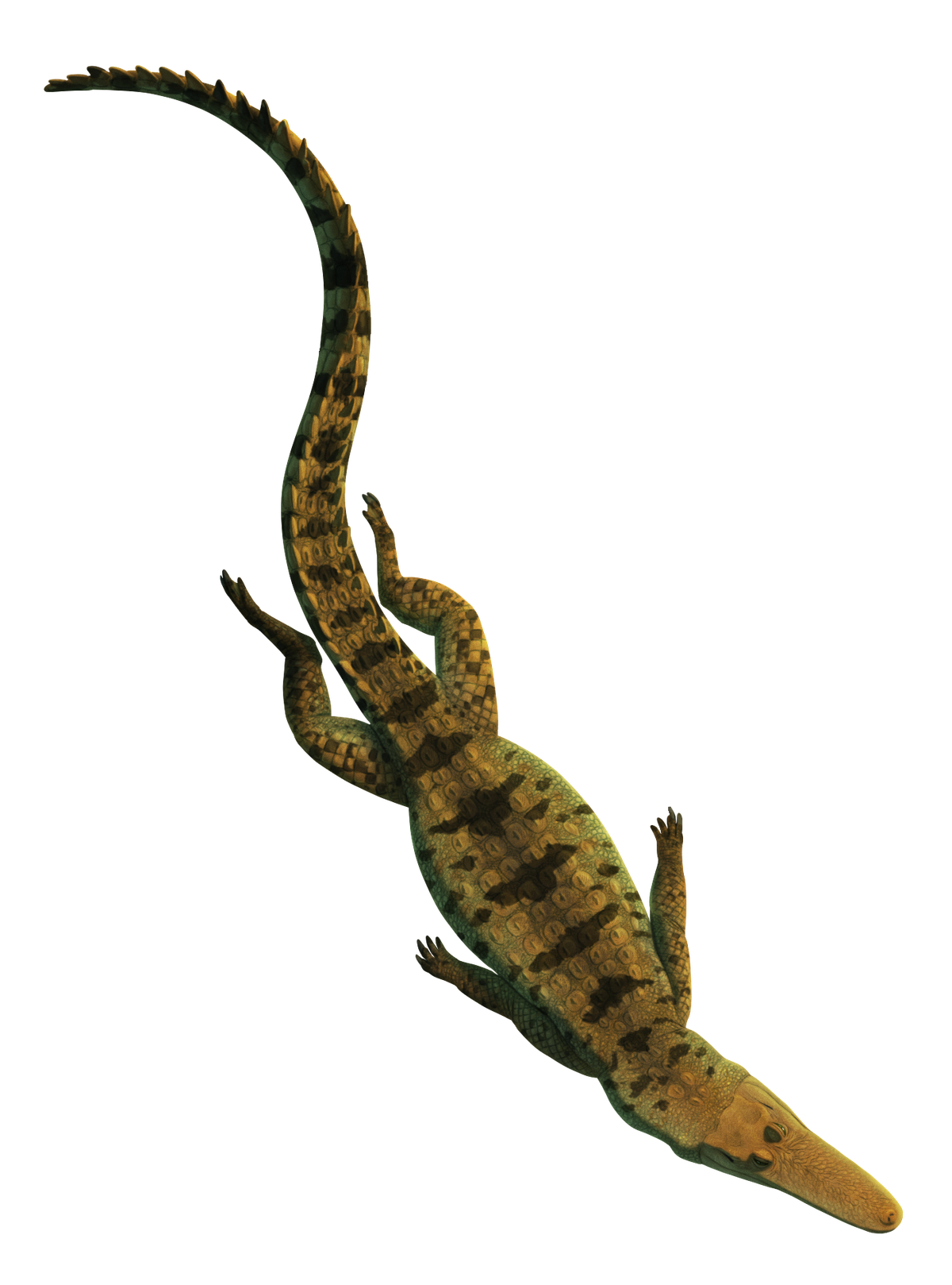Evolution'S Surprise: Crocs Mimicking Prehistoric Thalatosuchians? - pnaqsga