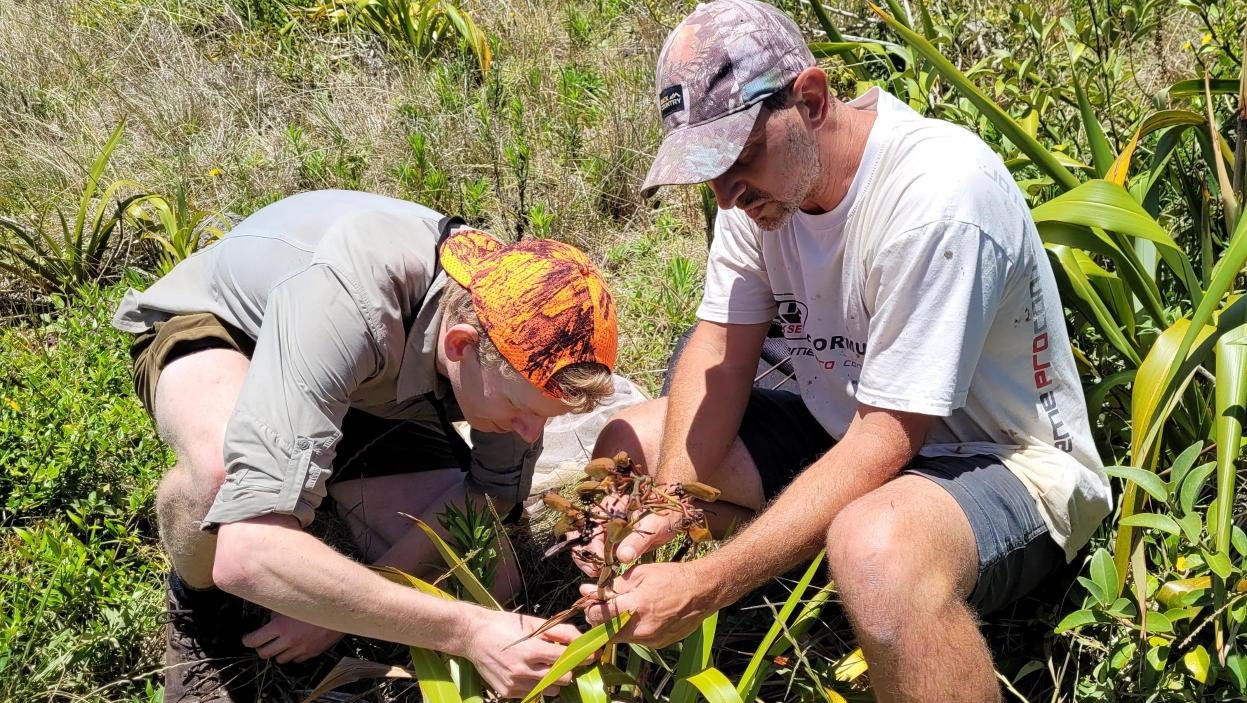 James Tweed and Mark Scott searching for snails in the flax on Phillip Island.
