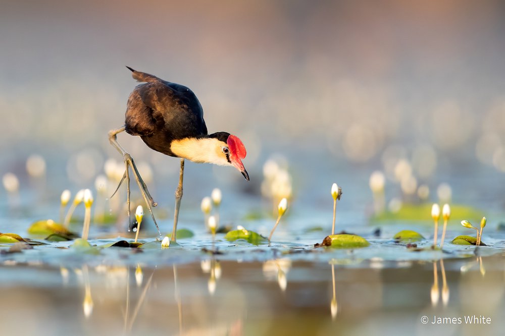 Comb-crested Jacana by James White, Victoria