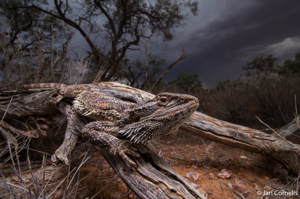 Central bearded dragon, Pogona vitticeps