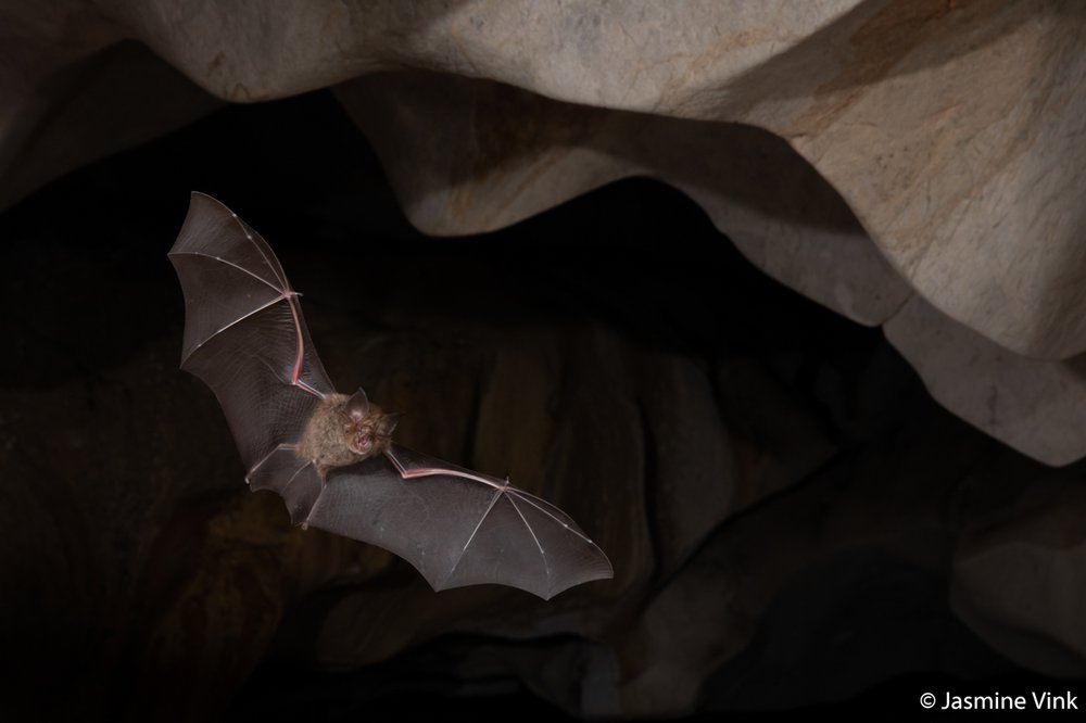 Eastern horseshoe bat, Rhinolophus megaphyllus