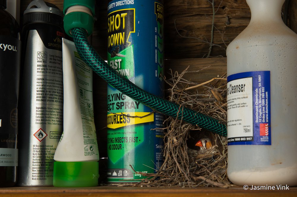A home among the toiletries by Jasmine Vink, Queensland