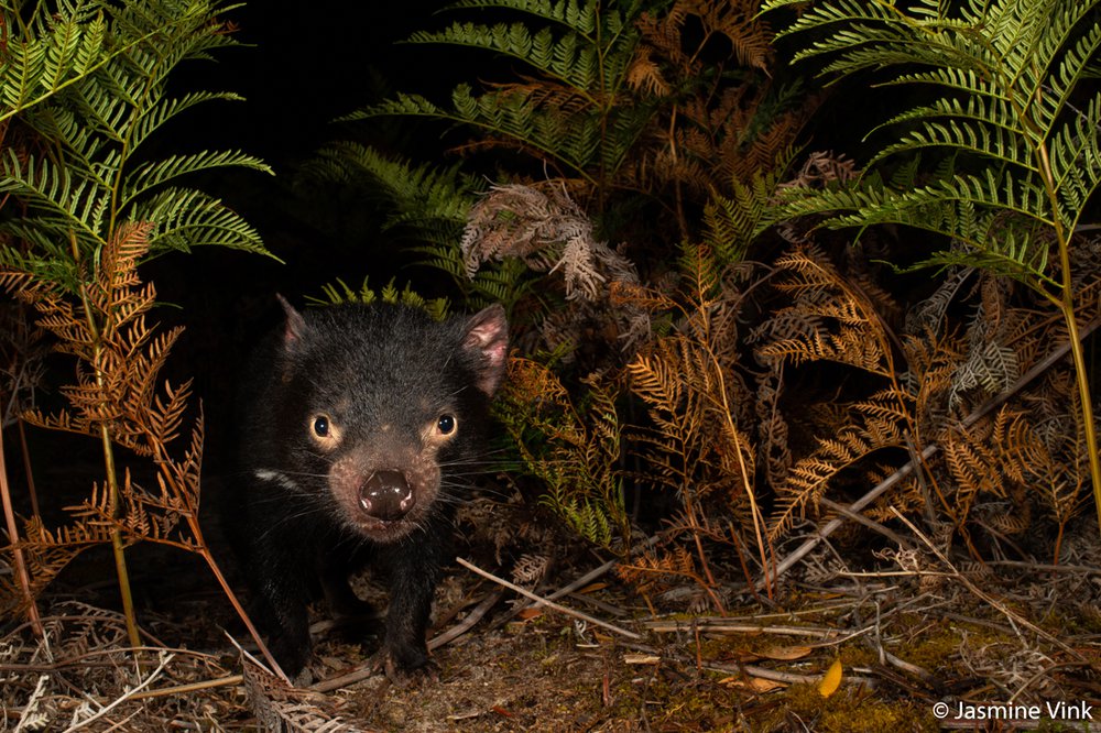 Tasmanian devil, Sarcophilus harrisii