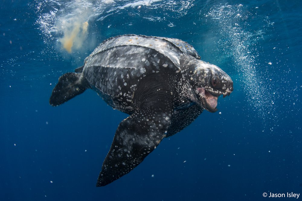 Leatherback turtle, Dermochelys coriacea