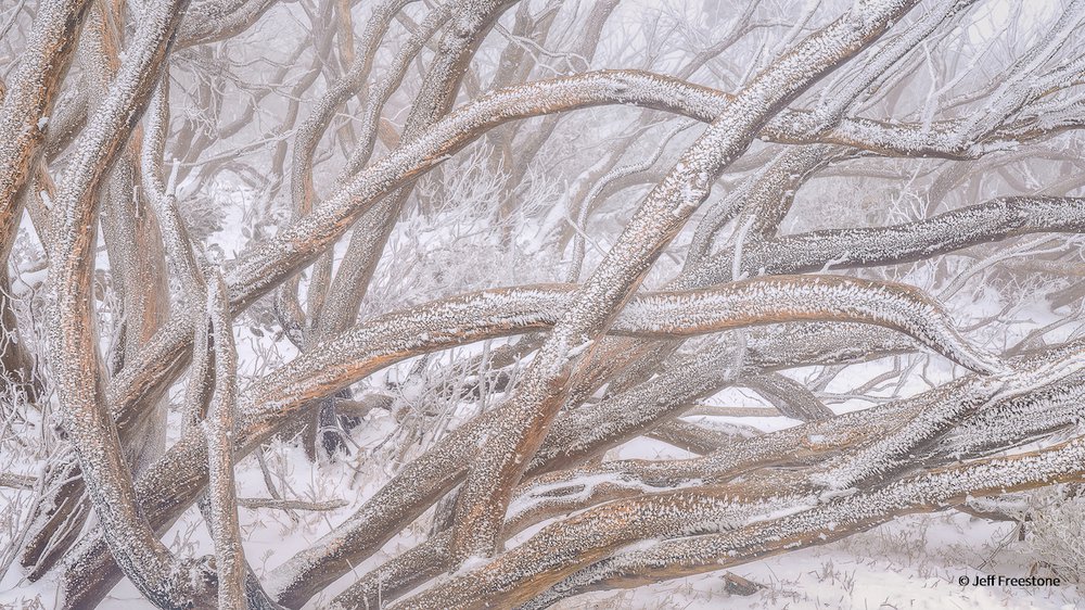 Snow Squid by Jeff Freestone, Victoria