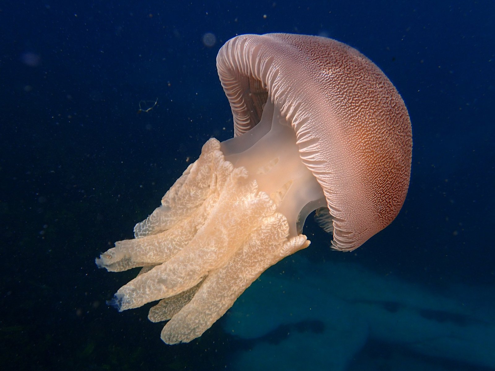 Jelly Blubber The Australian Museum