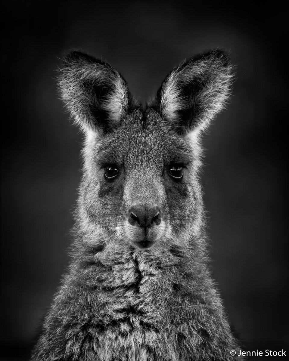 Eastern grey kangaroo