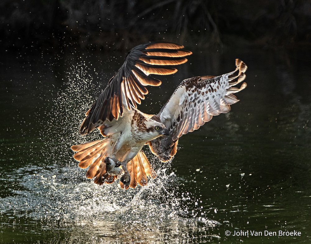Osprey Fishing by John Van-Den-Broeke, New South Wales