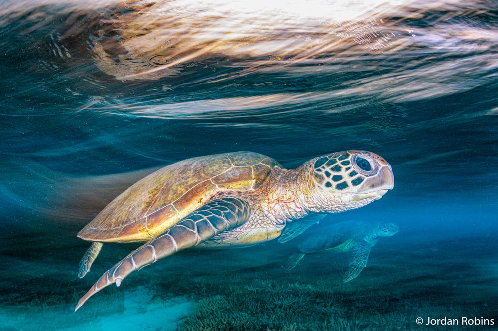 Green sea turtle, Chelonia mydas