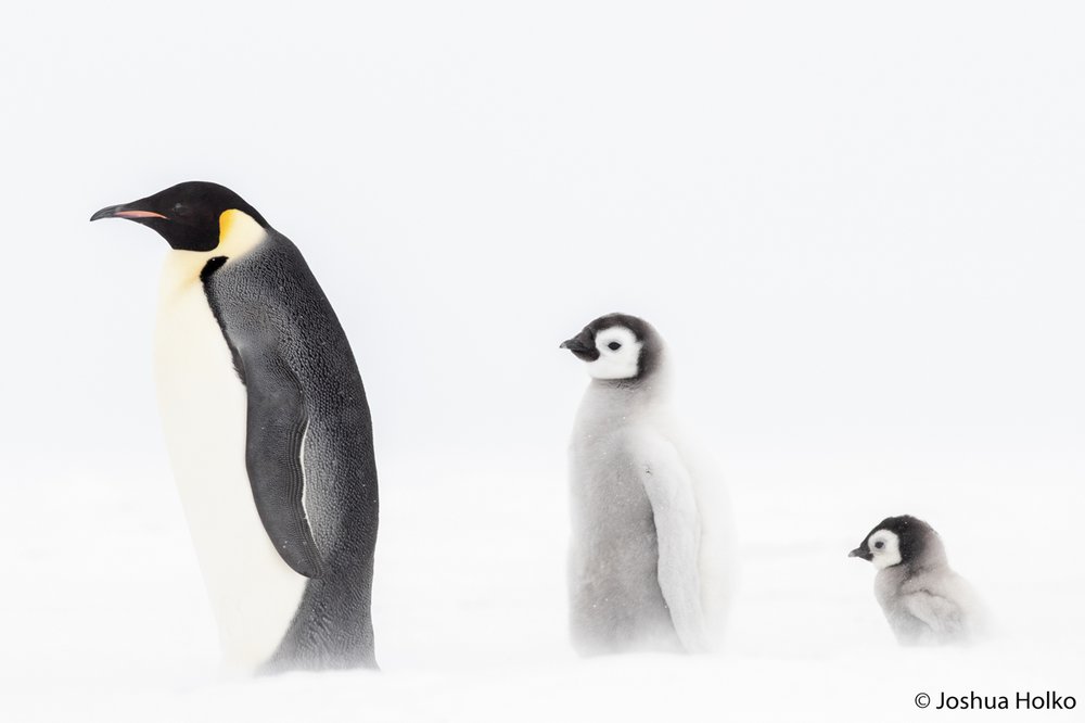 Family of emperor penguins, Aptenodytes forsteri