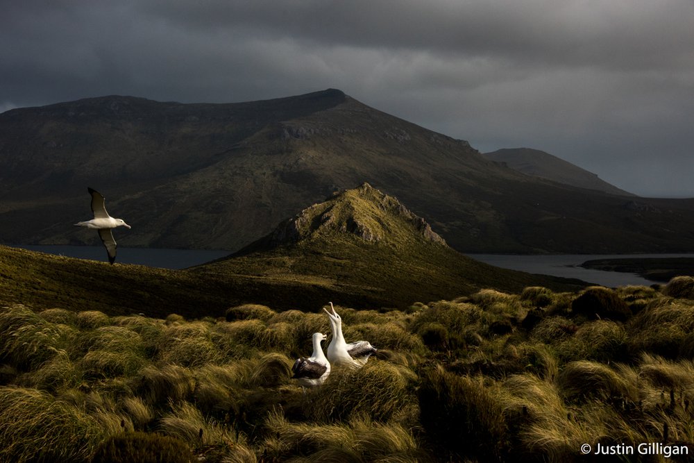 Southern royal albatross, Diomedea epomophora
