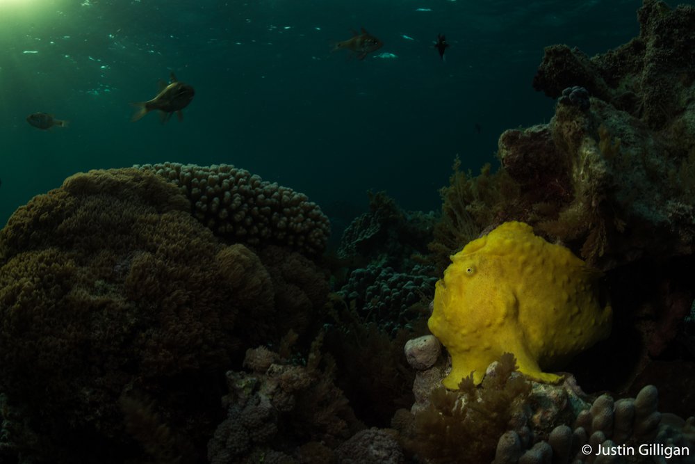 Giant frogfish, Antennarius commerson