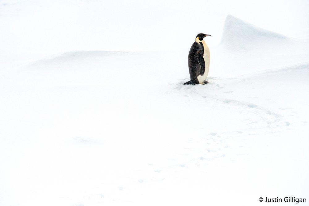 Emperor penguin, Aptenodytes forsteri
