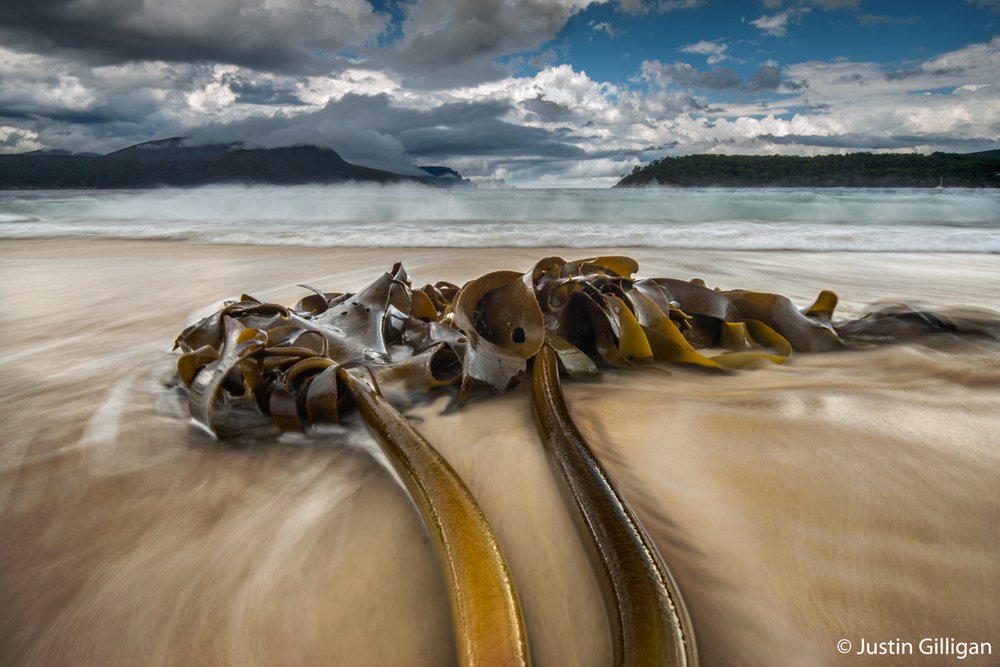 Bull kelp, Durvillaea potatorum