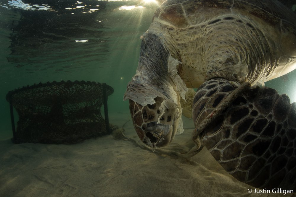 Green sea turtle, Chelonia mydas