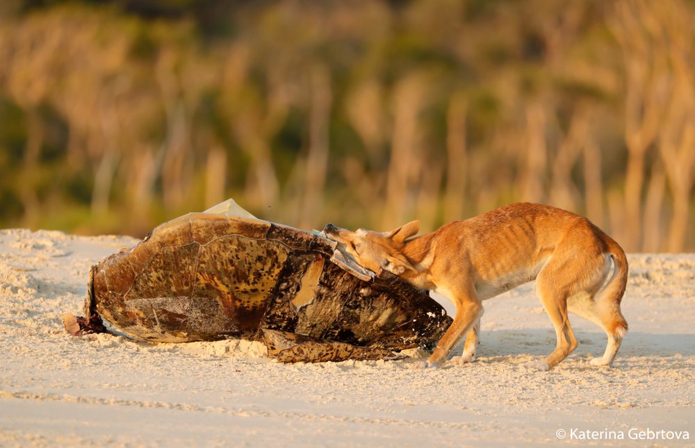 Green sea turtle (Chelonia mydas) carcass and dingo (Canis lupus dingo)