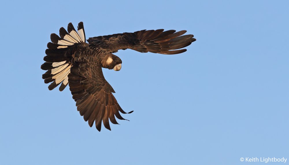 Carnaby’s black-cockatoo, Calyptorhynchus latirostris