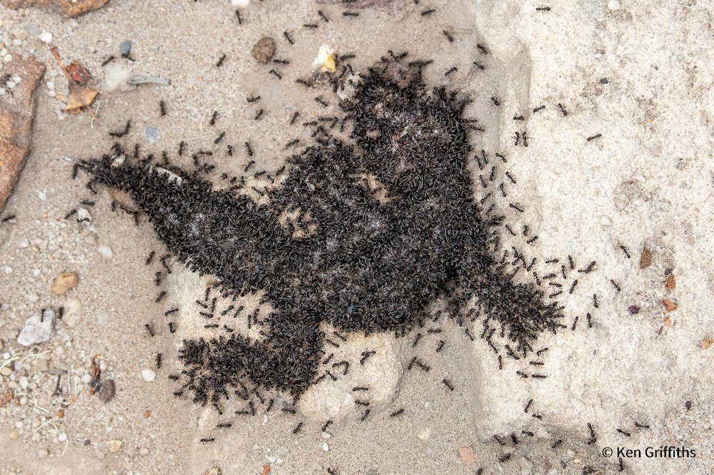 Black Ants Feeding on Broad-tailed Gecko by Ken Griffiths, New South Wales