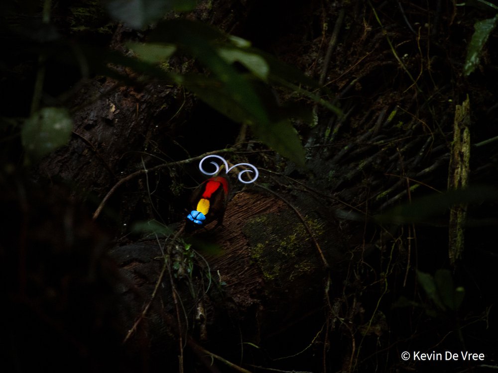 Splash of Colours by Kevin De Vree, Belgium