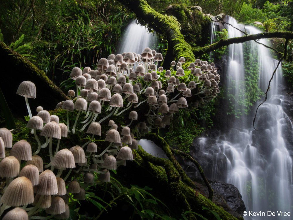 Fungi stairway