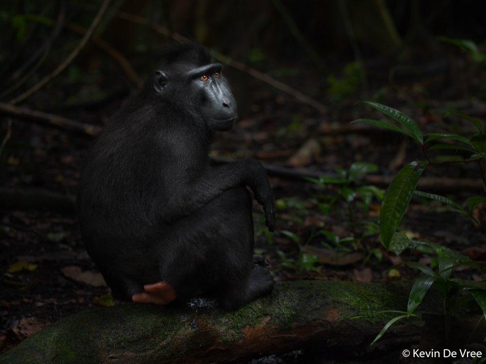 Celebes crested macaque, Macaca nigra
