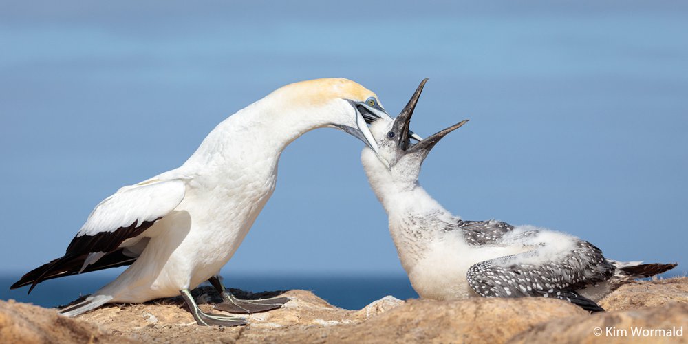 Australasian gannet, Morus serrator