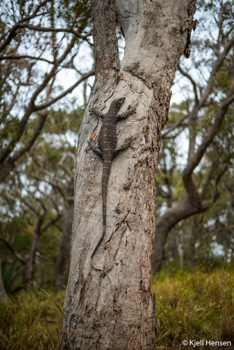 Lace monitor, Varanus varius