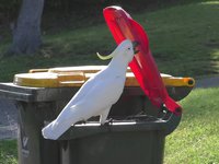 A sulphur-crested cockatoo opening the lid of a household waste bin.