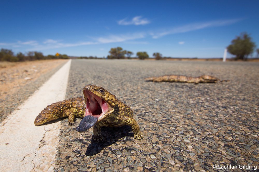 Shingleback skink, Tiliqua rugosa