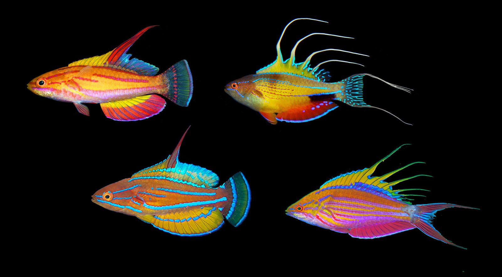 A new study re-examining flasher wrasses of Australia yields new and surprising findings, including a species new to science, <i>Paracheilinus amanda</i>.