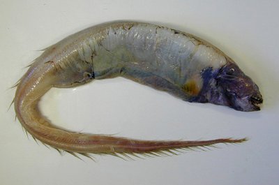 Largetooth Conger, Bathyuroconger vicinus (Vaillant, 1888) The