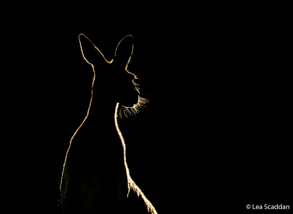 Western grey kangaroo, Macropus fuliginosus