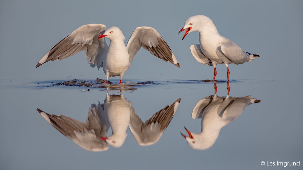 Silver gulls, Chroicocephalus novaehollandiae