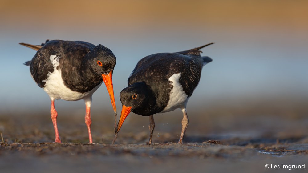 Australian pied oystercatcher, Haematopus longirostris
