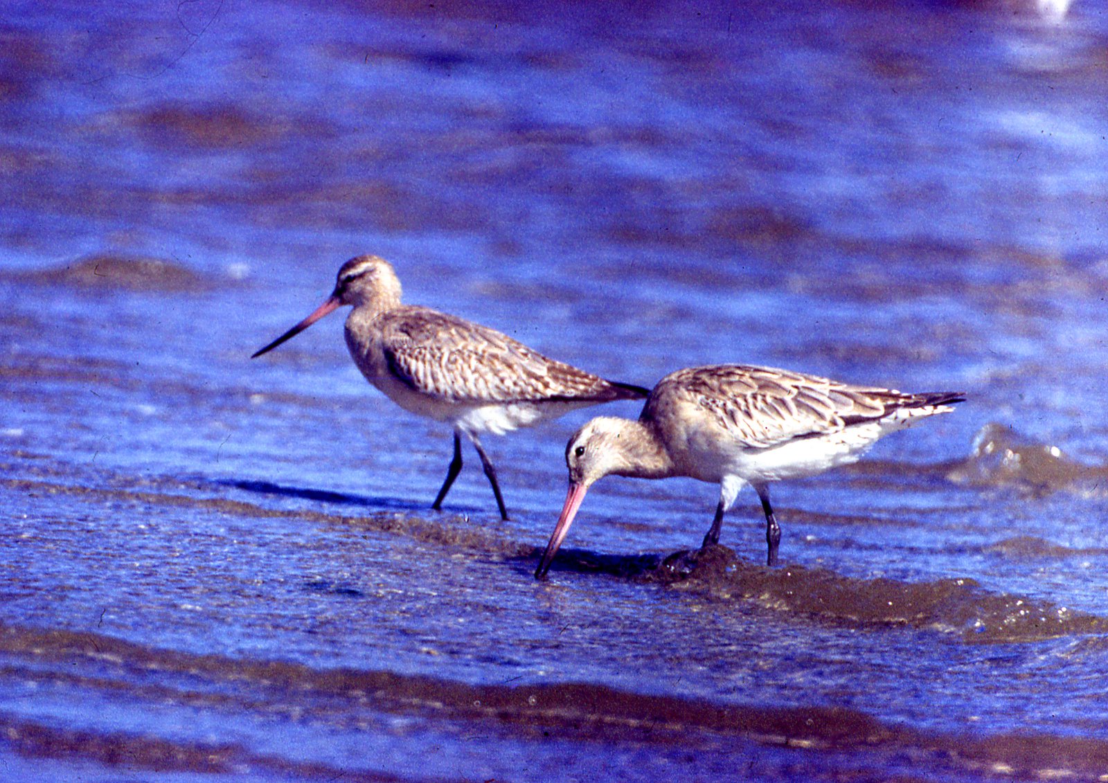 Limosa lapponica