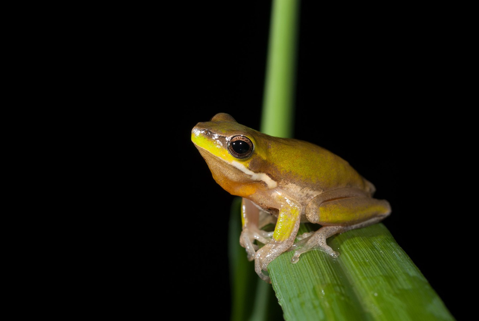 Calling Eastern Dwarf Tree Frog, Litoria fallax