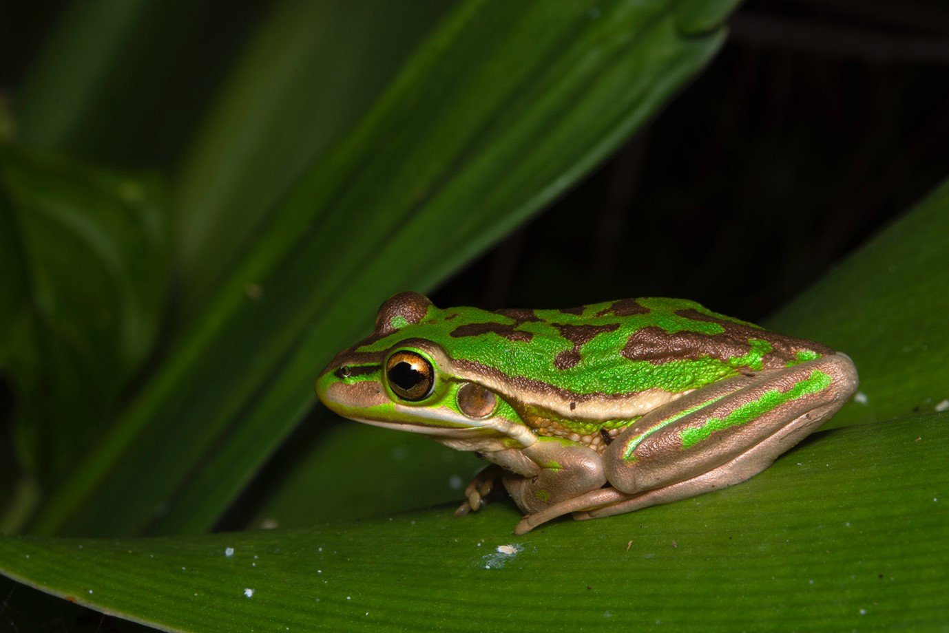 Green and golden bell frog, Litoria aurea