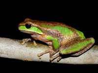 Davies Tree Frog