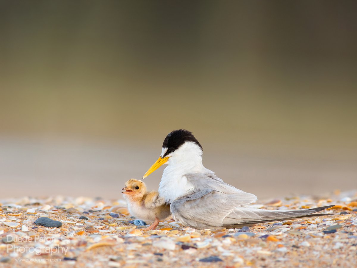 Little Terns: caring for Country and each other - The Australian
