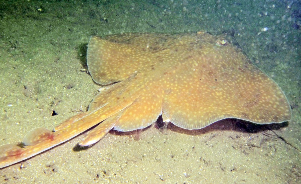 Fantastical Sharks & Rays - The Australian Museum